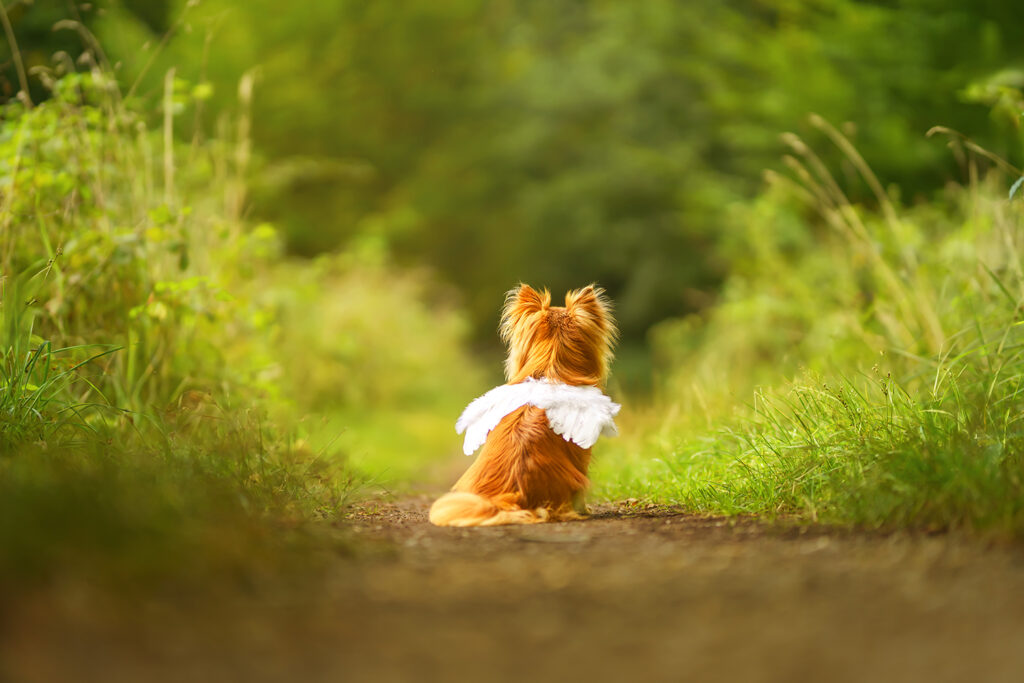 Hundefotografie: Chihuahua mit Engelsfllügeln
