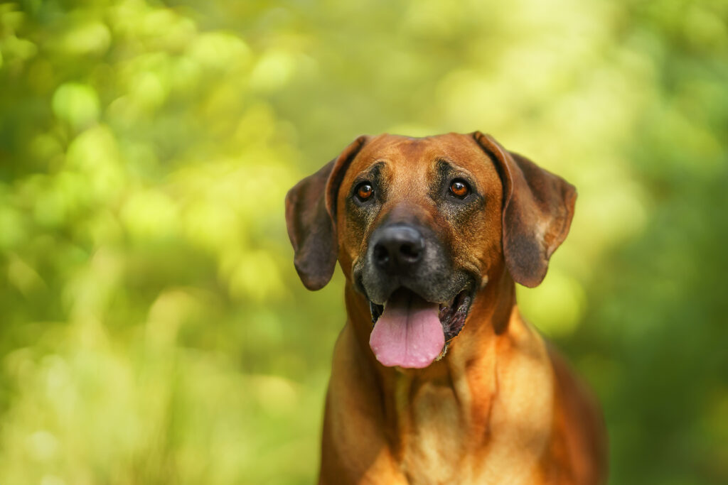 Hund-Mensch-Fotografie: Rhodesian Ridgeback Portrait im Wald