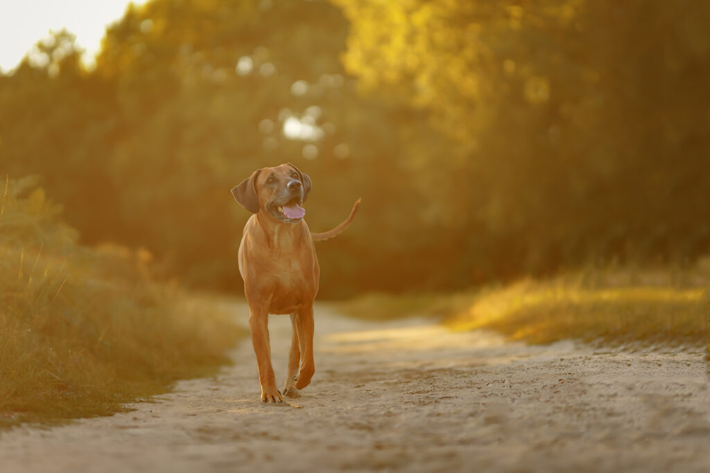 Hundefotografie: Rhodesian Ridgeback auf einem Feldweg im Sonnenuntergang