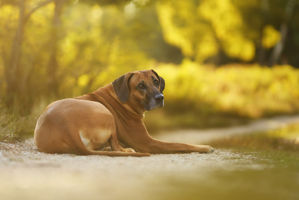 Hundefotografie: Rhodesian Ridgeback auf einem Feldweg