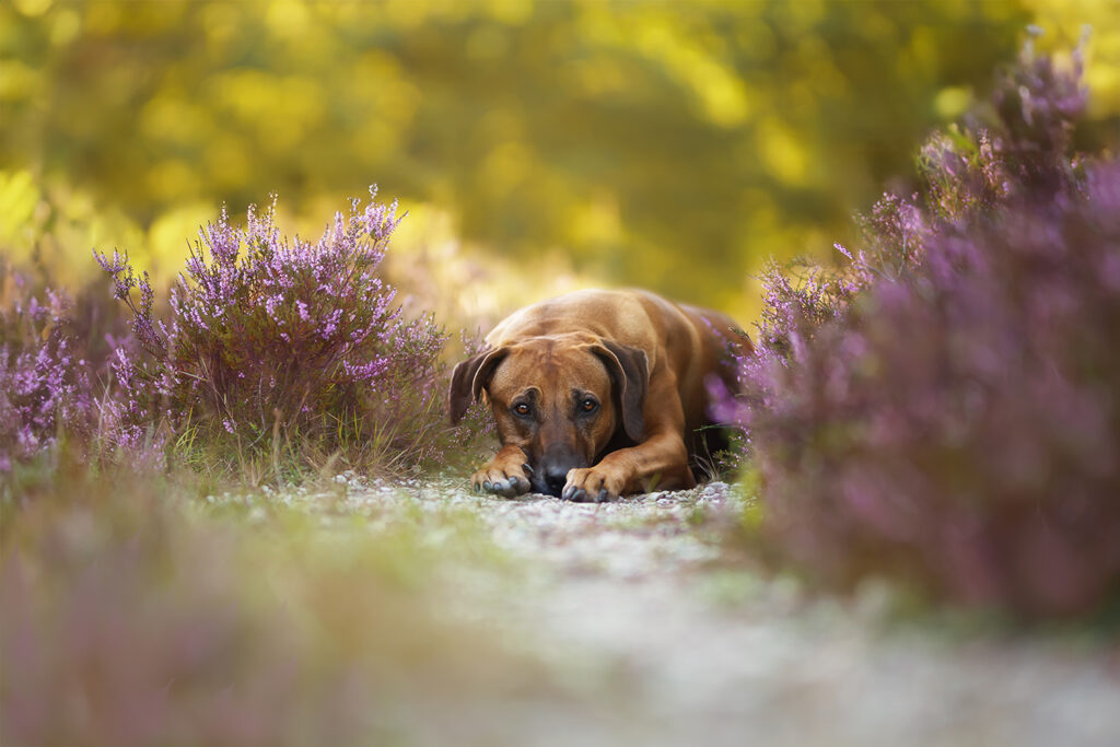 Hundefotografie: Rhodesian Ridgeback zwischen zwei Heidesträuchern liegend