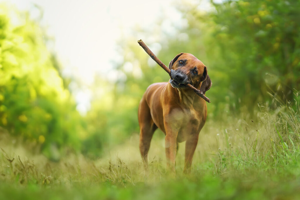 Hundefotografie: Rhodesian Ridgeback spielt mit einem Stöckchen im Wald