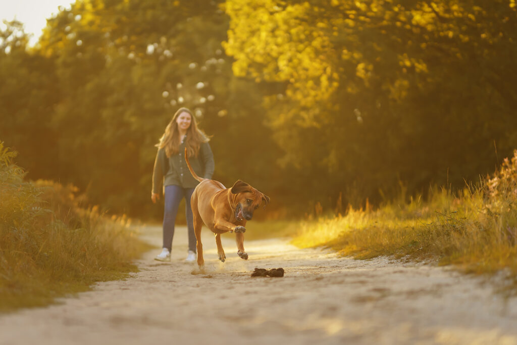 Hund-Mensch-Fotografie: Rhodesian Ridgeback und Frauchen spielen mit einem Wurfspielzeug im Sonnenuntergang