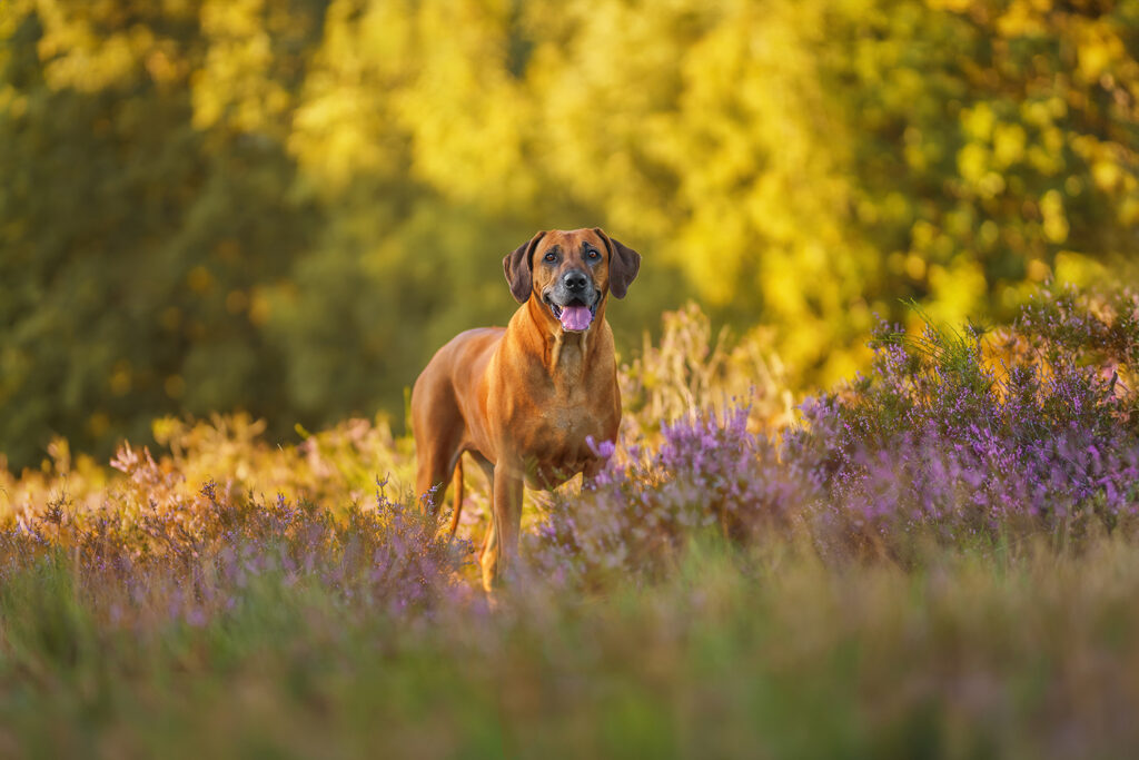 Hund-Mensch-Fotografie: Rhodesian Ridgeback in der Heide bei Sonnenuntergang
