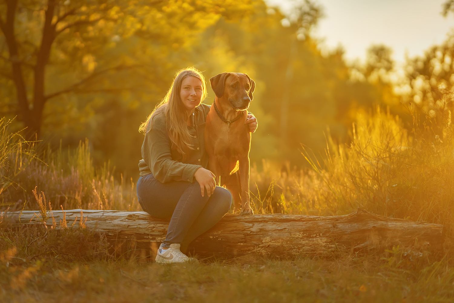 Hund-Mensch-Fotografie: Rhodesian Ridgeback sitzen auf einem Baumstamm im Sonnenuntergang
