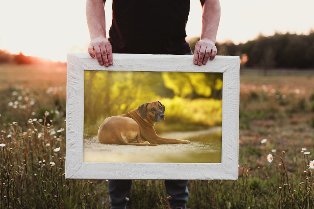 weißer Holzrahmen mit den Maßen 40x60cm, Rhodesian Ridgeback auf einem Feldweg liegend im Sonnenuntergang