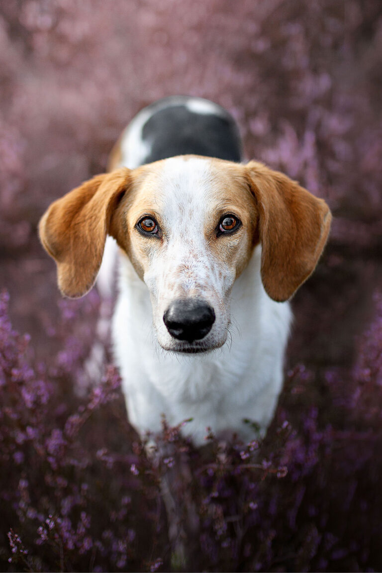 Was können wir von unseren Hunden lernen?