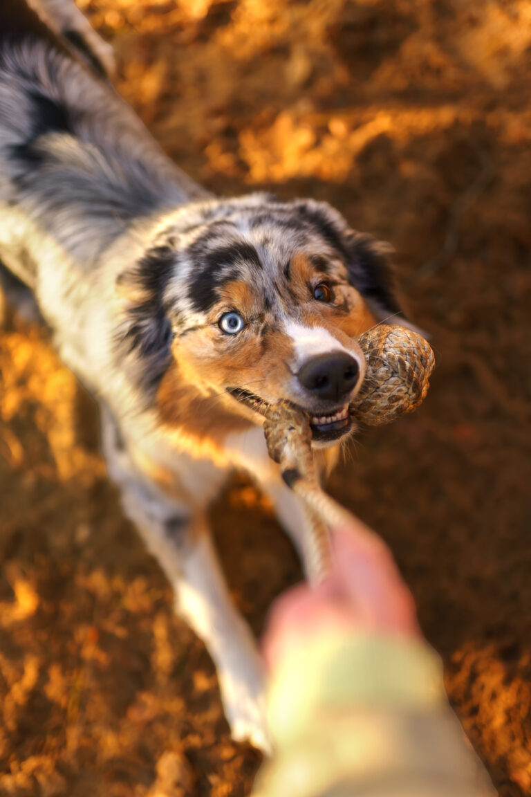 Blue Merle Australian Shepherd spielt mit einem Ball